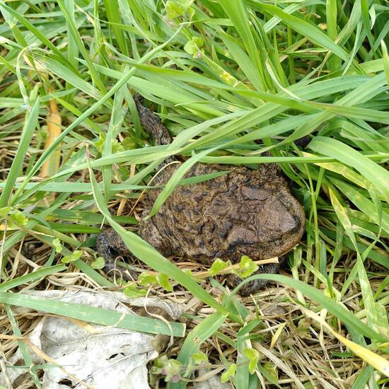 Common toad: Animal in habitat Semi-natural grassland in the NatureSpots App