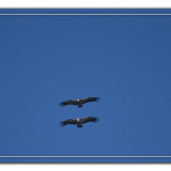 Gänsegeier: Tier im Habitat Felsgebiet in der NatureSpots App