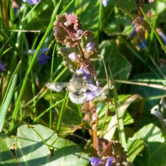 Gemeine Pelzbiene: Tier im Habitat Garten in der NatureSpots App