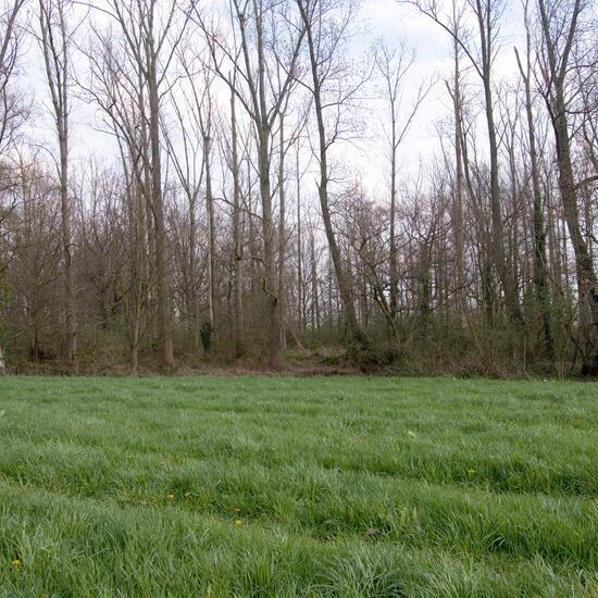 Landschaft: Grasland und Büsche im Habitat Halb-natürliches Grasland in der NatureSpots App