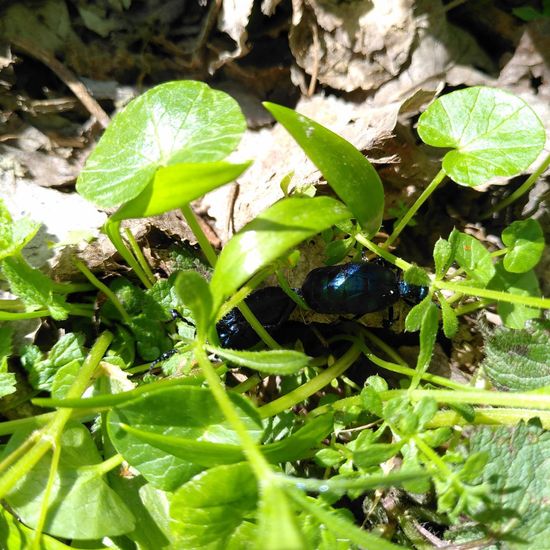 Violetter Ölkäfer: Tier im Habitat Auwald in der NatureSpots App