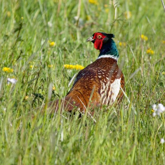 Common Pheasant: Animal in habitat Agricultural meadow in the NatureSpots App