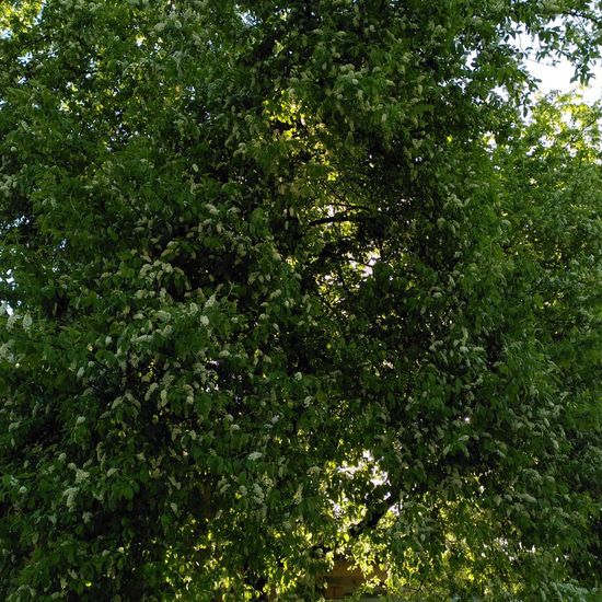 Gewöhnliche Traubenkirsche: Pflanze im Habitat Stadt und Garten in der NatureSpots App