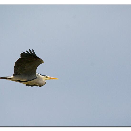 Grey Heron: Animal in habitat Freshwater in the NatureSpots App