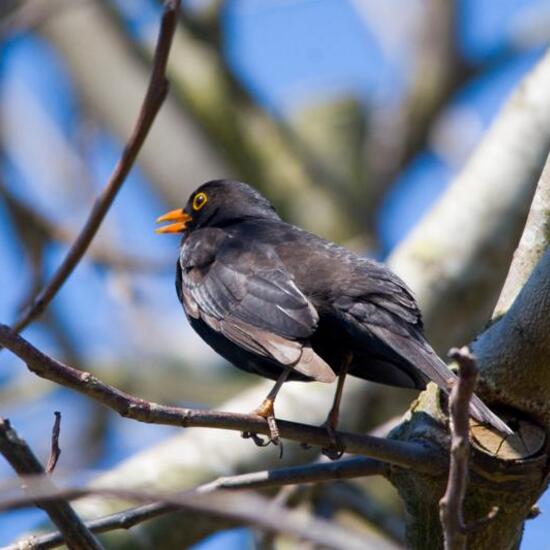 Common Blackbird: Animal in habitat Garden in the NatureSpots App