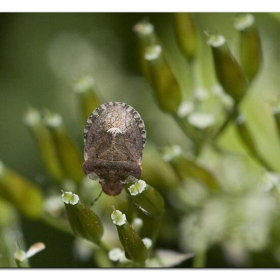 Dyroderes umbraculatus: Tier im Habitat Wald in der NatureSpots App