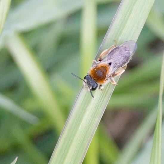 Rotschopfige Sandbiene: Tier im Habitat Halb-natürliches Grasland in der NatureSpots App