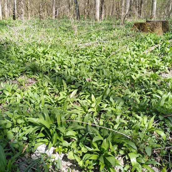 Bärlauch: Pflanze im Habitat Auwald in der NatureSpots App