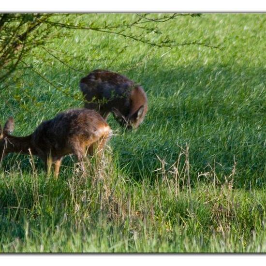 Reh: Tier im Habitat Landwirtschaft in der NatureSpots App