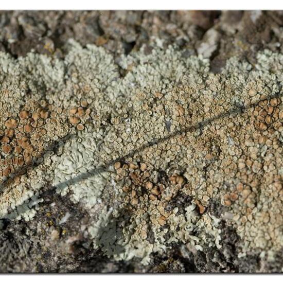 Lecanora muralis: Pilz im Habitat Strasse/Verkehr in der NatureSpots App