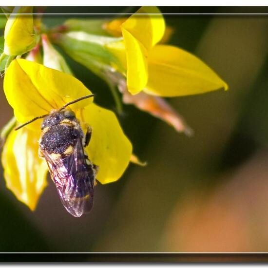 Anthidiellum strigatum: Tier im Habitat Strasse/Verkehr in der NatureSpots App