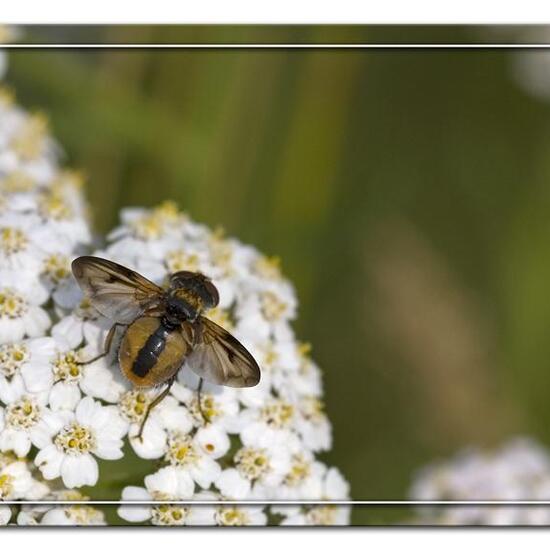 Ectophasia crassipennis: Tier im Habitat Grasland und Büsche in der NatureSpots App