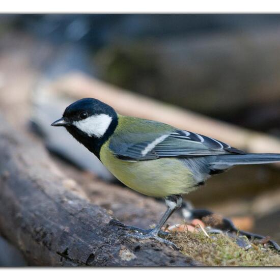 Kohlmeise: Tier im Habitat Hinterhof in der NatureSpots App