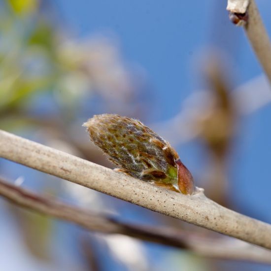 Landschaft: Stadt und Garten im Habitat Garten in der NatureSpots App