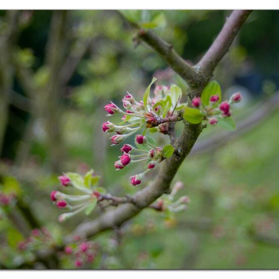 Äpfel: Pflanze im Habitat Garten in der NatureSpots App