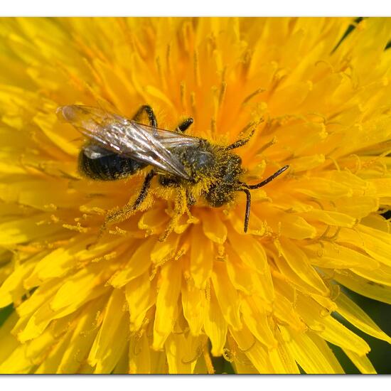 Weiden-Sandbiene: Tier in der Natur in der NatureSpots App