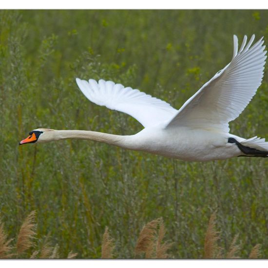 Höckerschwan: Tier im Habitat Teich in der NatureSpots App