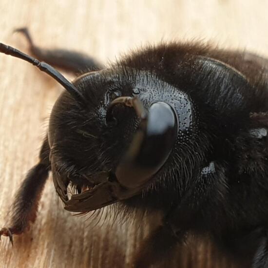 Holzbienen: Tier in der Natur in der NatureSpots App