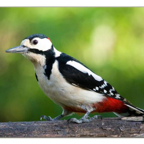 Great Spotted Woodpecker: Animal in habitat Backyard in the NatureSpots App