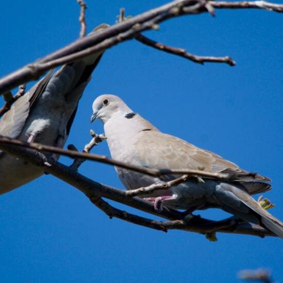 Eurasian Collared Dove: Animal in habitat Garden in the NatureSpots App