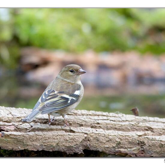 Buchfink: Tier im Habitat Wald in der NatureSpots App