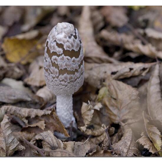 Specht-Tintling: Pilz im Habitat Strasse/Verkehr in der NatureSpots App