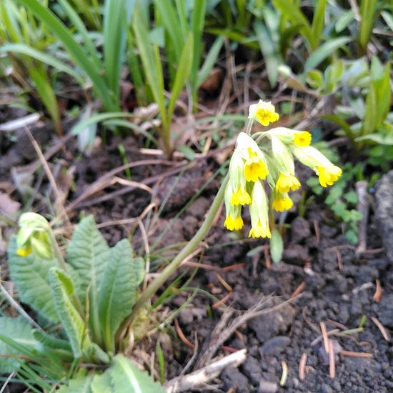 Echte Schlüsselblume: Pflanze im Habitat Garten in der NatureSpots App