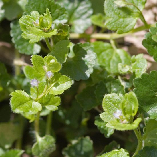 Ivy-leaved speedwell: Plant in habitat Grassland in the NatureSpots App