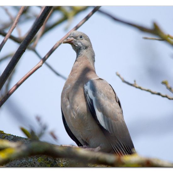 Common Wood Pigeon: Animal in habitat Garden in the NatureSpots App