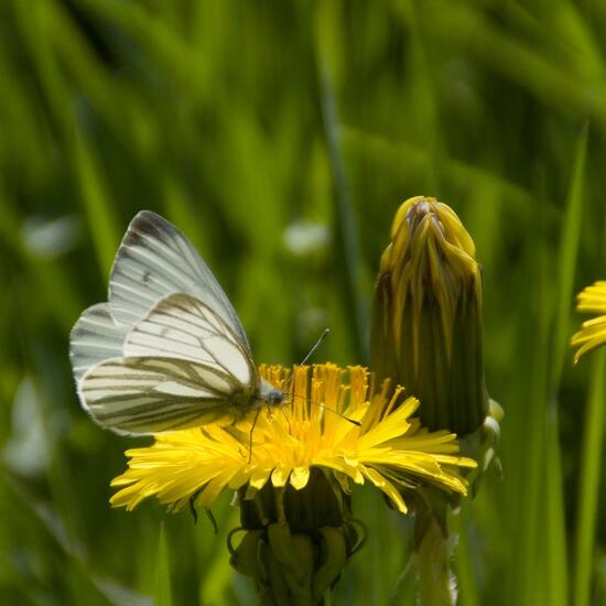 Rapsweißling: Tier im Habitat Halb-natürliches Grasland in der NatureSpots App