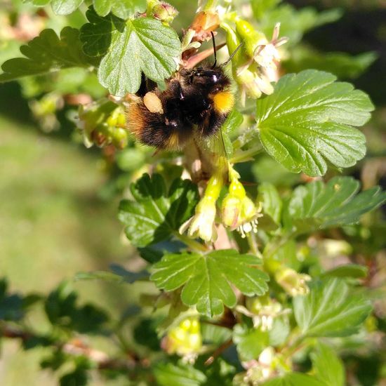 Wiesenhummel: Tier im Habitat Garten in der NatureSpots App