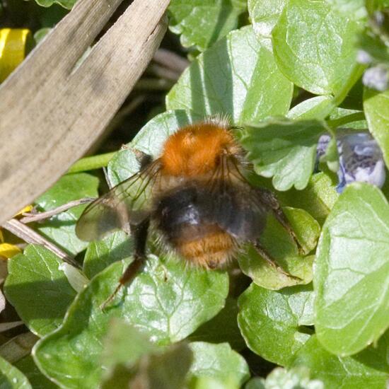 Ackerhummel: Tier im Habitat Hinterhof in der NatureSpots App