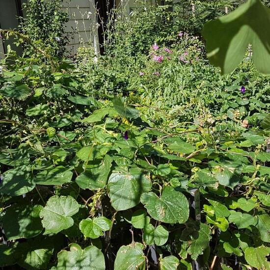 Landschaft: Stadt und Garten im Habitat Hecke/Blumenbeet in der NatureSpots App