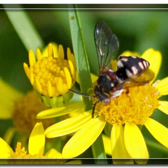 Epeolus: Tier im Habitat Grasland und Büsche in der NatureSpots App