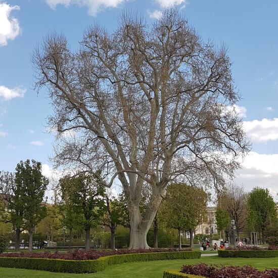 Platanus: Plant in habitat Park in the NatureSpots App