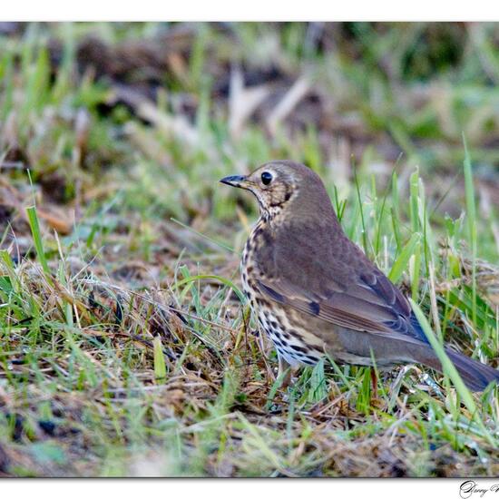 Song Thrush: Animal in habitat Backyard in the NatureSpots App