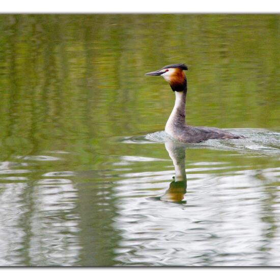 Great Crested Grebe: Animal in habitat Stream in the NatureSpots App