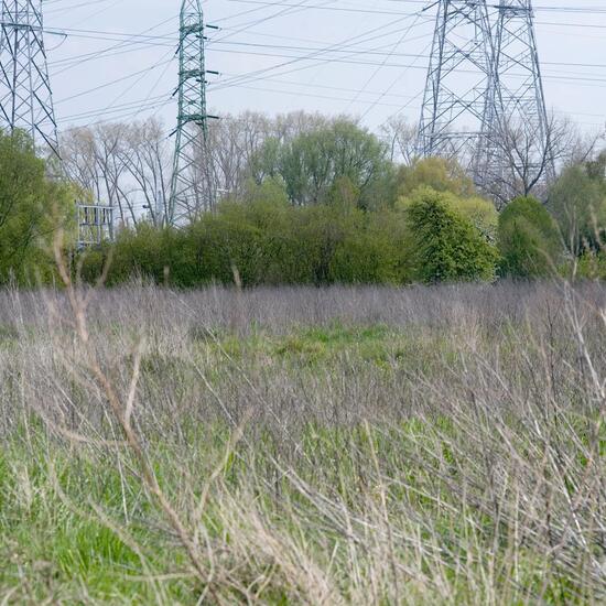 Landschaft: Grasland und Büsche im Habitat Naturnahe Wiese in der NatureSpots App