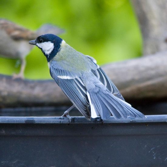 Kohlmeise: Tier in der Natur in der NatureSpots App