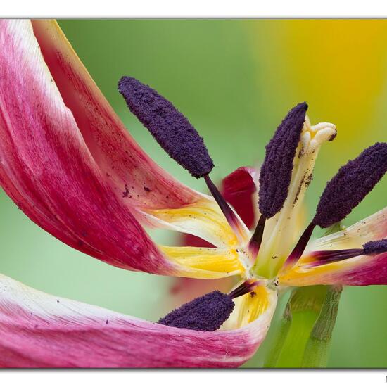 Tulipa sylvestris subsp. australis: Plant in habitat Living space or Indoor in the NatureSpots App