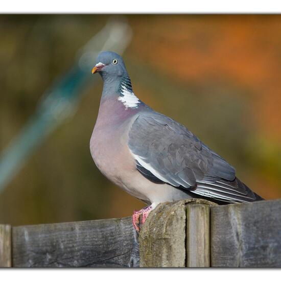 Common Wood Pigeon: Animal in habitat Garden in the NatureSpots App