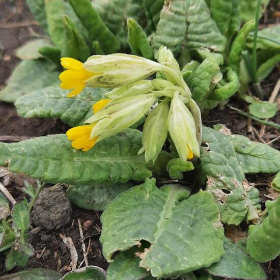 Echte Schlüsselblume: Pflanze im Habitat Stadt und Garten in der NatureSpots App