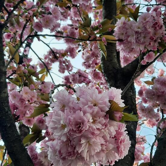 Japanische Blütenkirsche: Pflanze im Habitat Stadt und Garten in der NatureSpots App