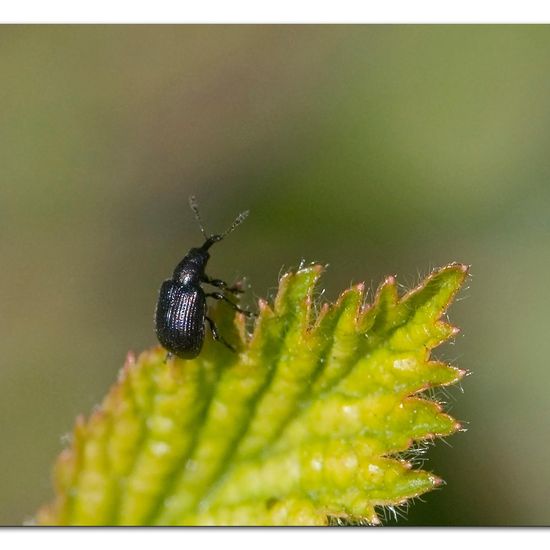 Schwarzer Birkenblattroller: Tier im Habitat Garten in der NatureSpots App