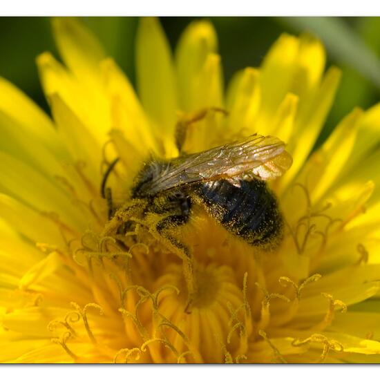 Weiden-Sandbiene: Tier in der Natur in der NatureSpots App