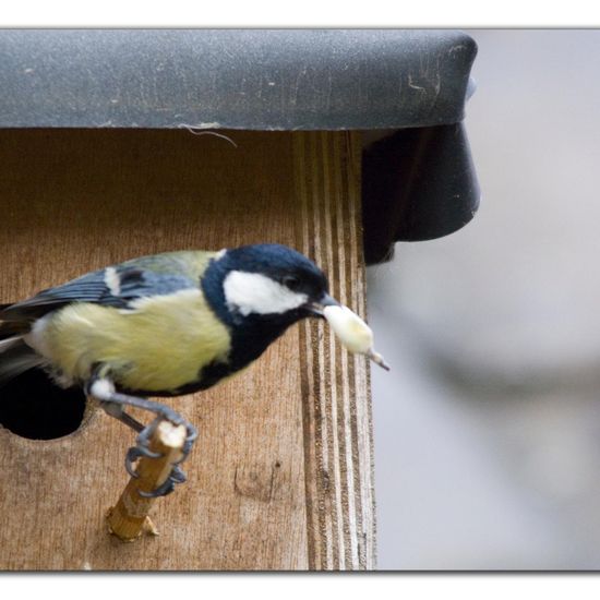 Kohlmeise: Tier im Habitat Garten in der NatureSpots App