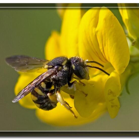 Anthidiellum strigatum: Tier im Habitat Strasse/Verkehr in der NatureSpots App