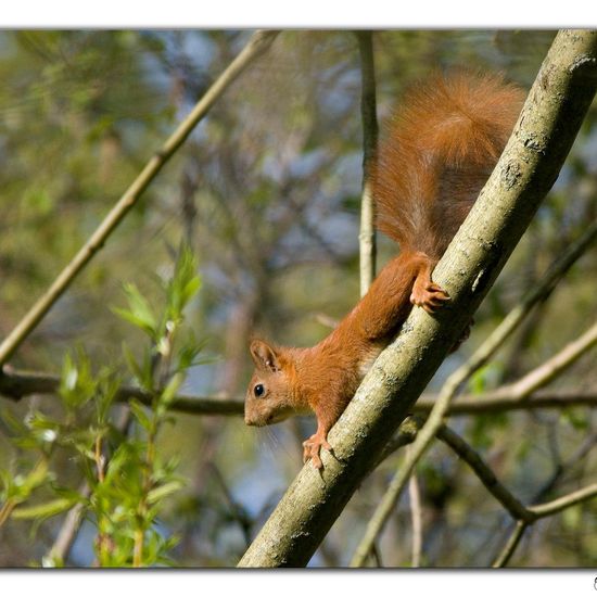 Eurasisches Eichhörnchen: Tier im Habitat Hinterhof in der NatureSpots App