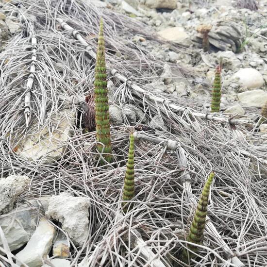 Acker-Schachtelhalm: Pflanze im Habitat Felder in der NatureSpots App