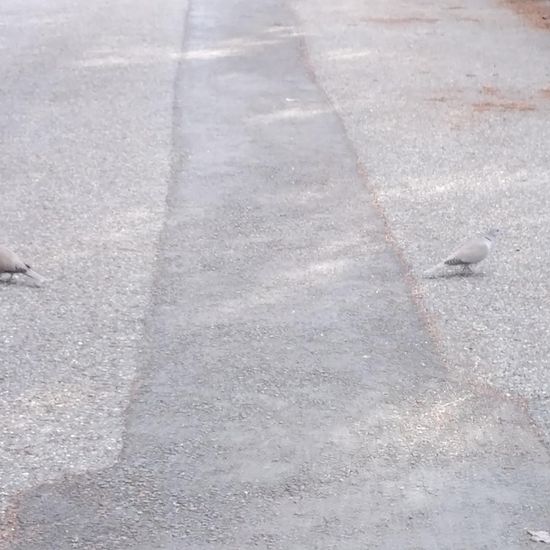 Türkentaube: Tier im Habitat Strasse/Verkehr in der NatureSpots App